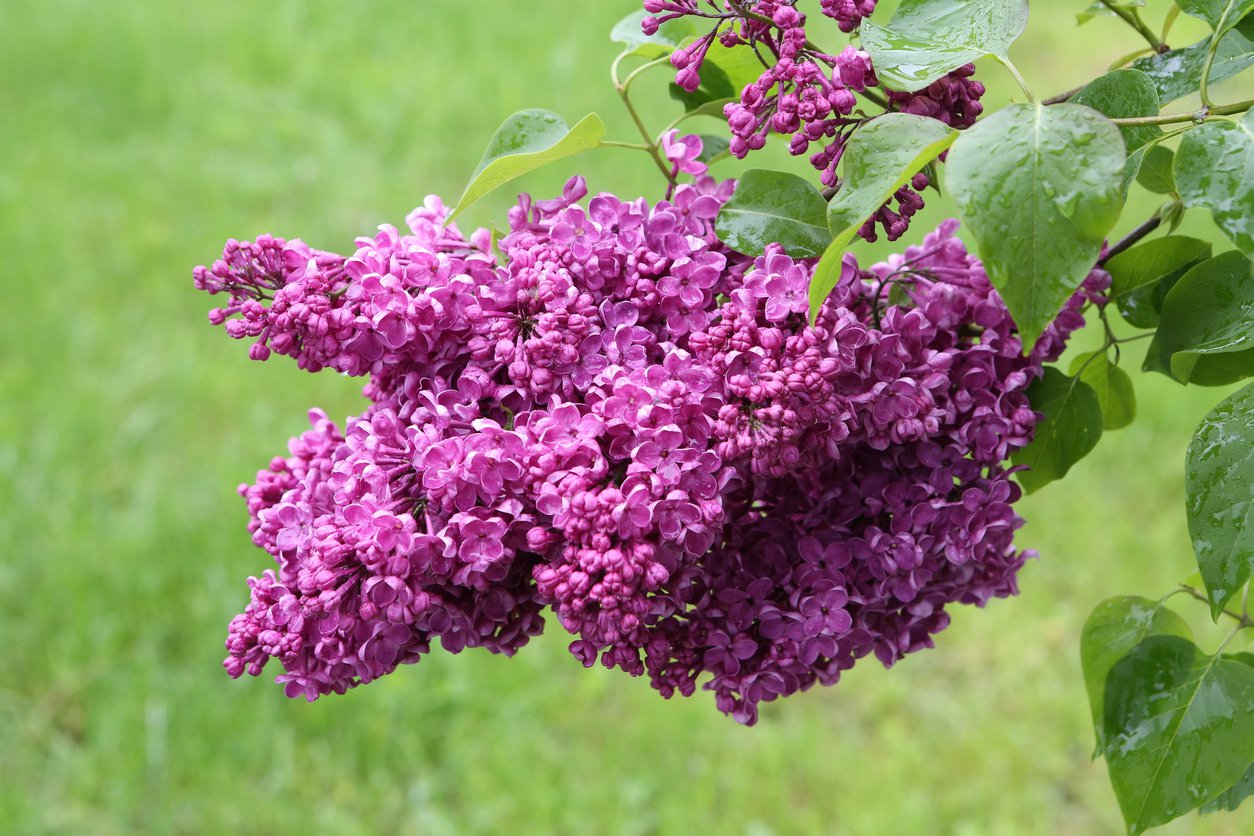 Lilak bez CHARLES JOLY szczepiony NA PNIU - 5