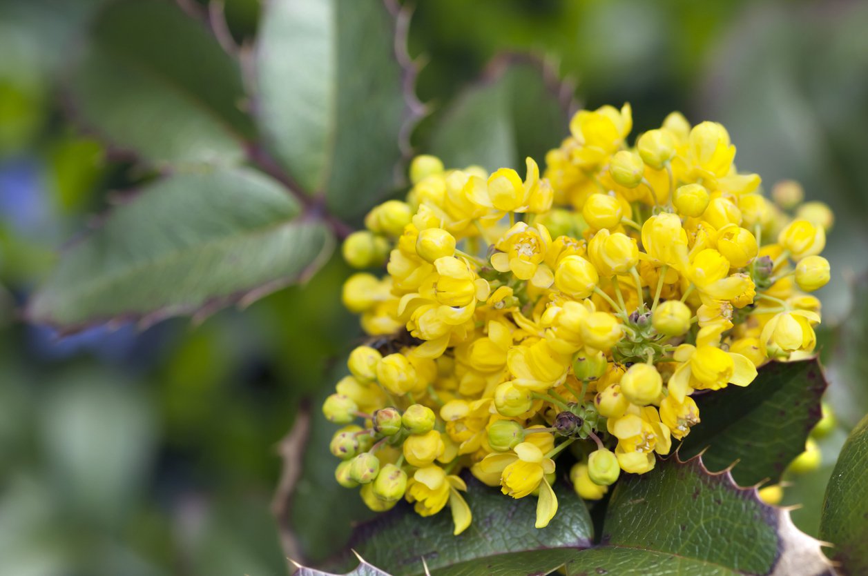 MAHONIA POSPOLITA - 2