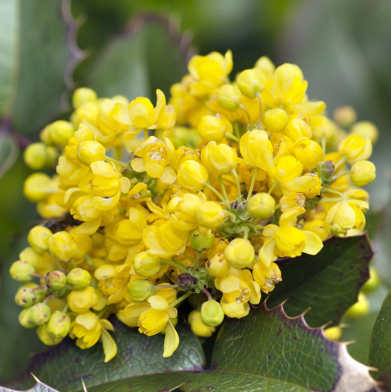 MAHONIA POSPOLITA