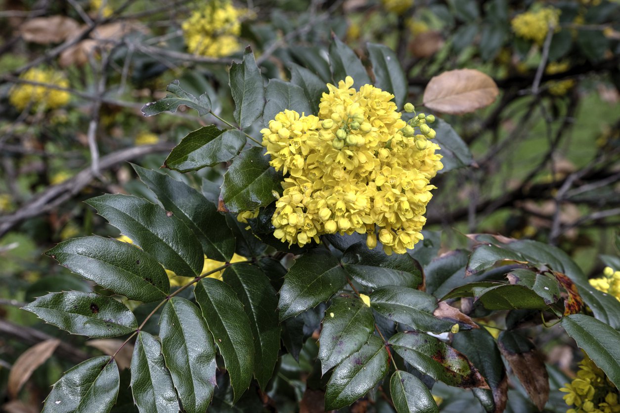 MAHONIA POSPOLITA - 3