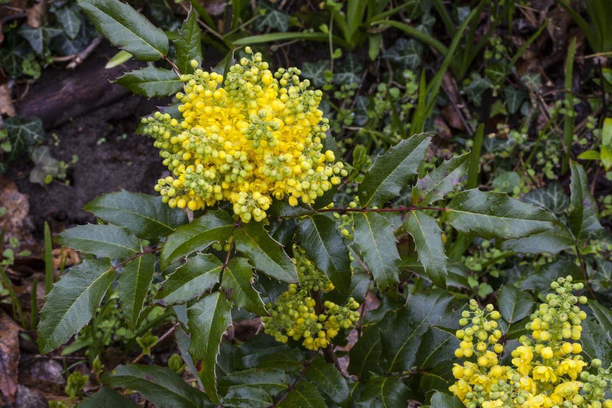 MAHONIA POSPOLITA - 4