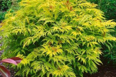 Bez koralowy PLUMOSA AUREA