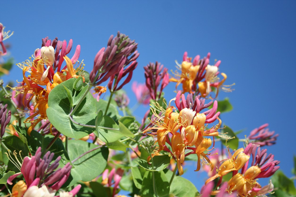 Wiciokrzew pomorski CHIC & CHOC - 2