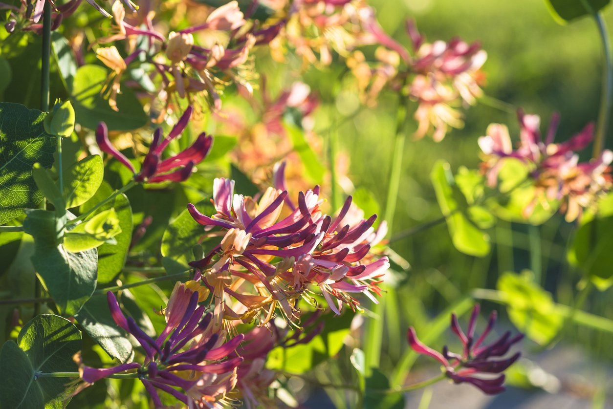 Wiciokrzew pomorski CHIC & CHOC - 4