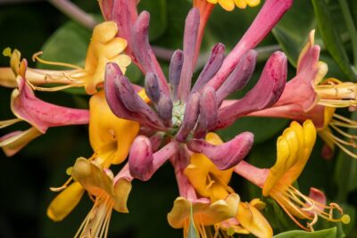 Wiciokrzew pomorski CHIC & CHOC