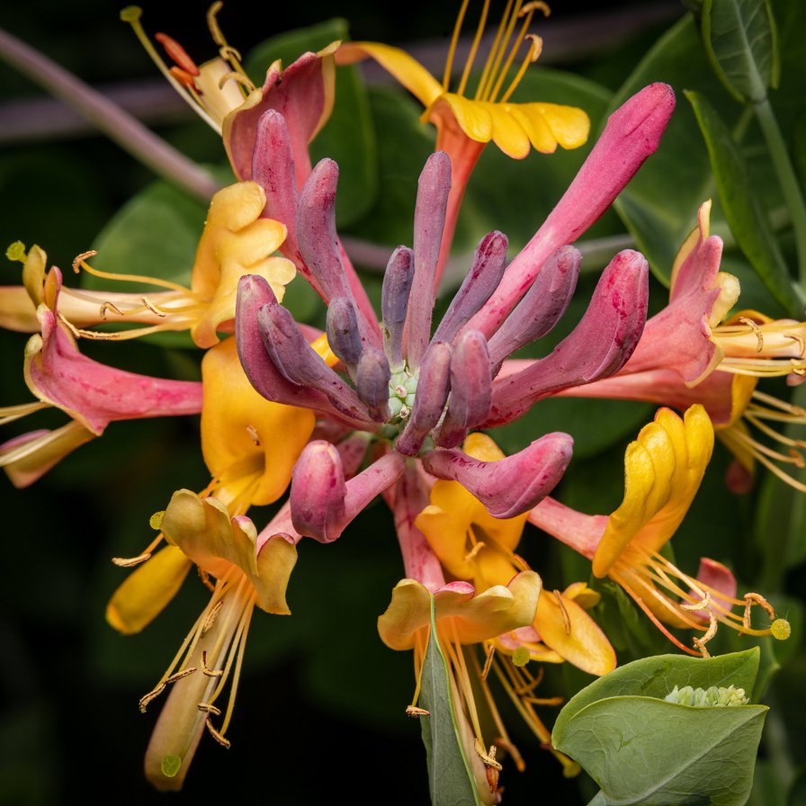 Wiciokrzew pomorski CHIC & CHOC