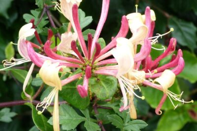 Wiciokrzew pomorski HARLEQUIN