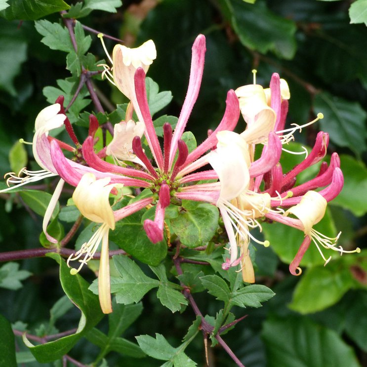 Wiciokrzew pomorski HARLEQUIN