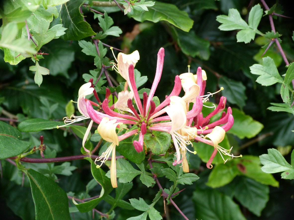 Wiciokrzew pomorski HARLEQUIN - 2