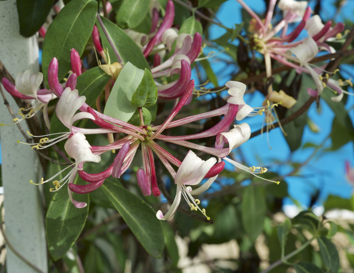 Wiciokrzew pomorski HARLEQUIN - 3