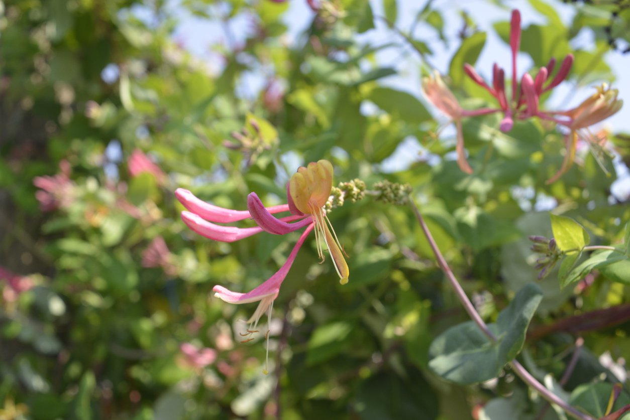 Wiciokrzew pomorski HARLEQUIN - 4