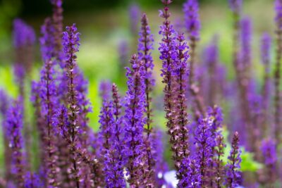 Szałwia omszona BLAUKONIGIN