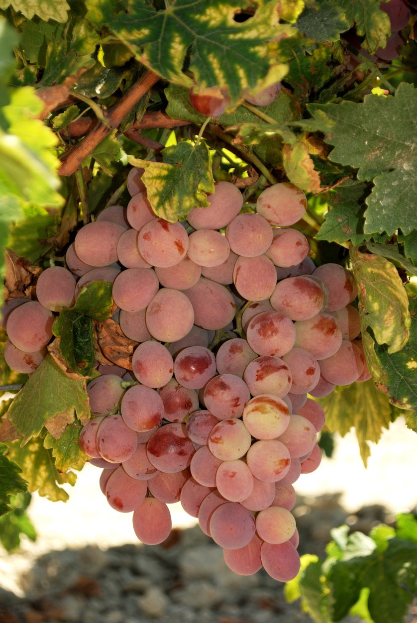 Winogrono bezpestkowe EINSET SEEDLESS - 3