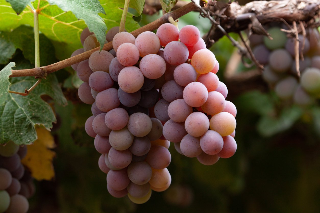 Winogrono bezpestkowe EINSET SEEDLESS - 5