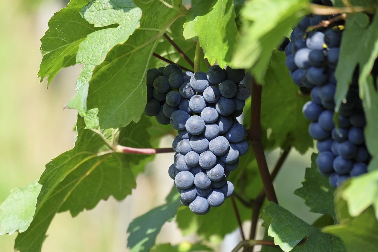 Winorośl pachnąca ANIA - 1