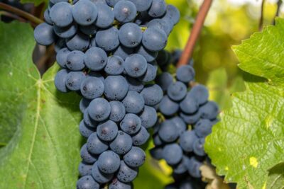 Winorośl pachnąca ANIA