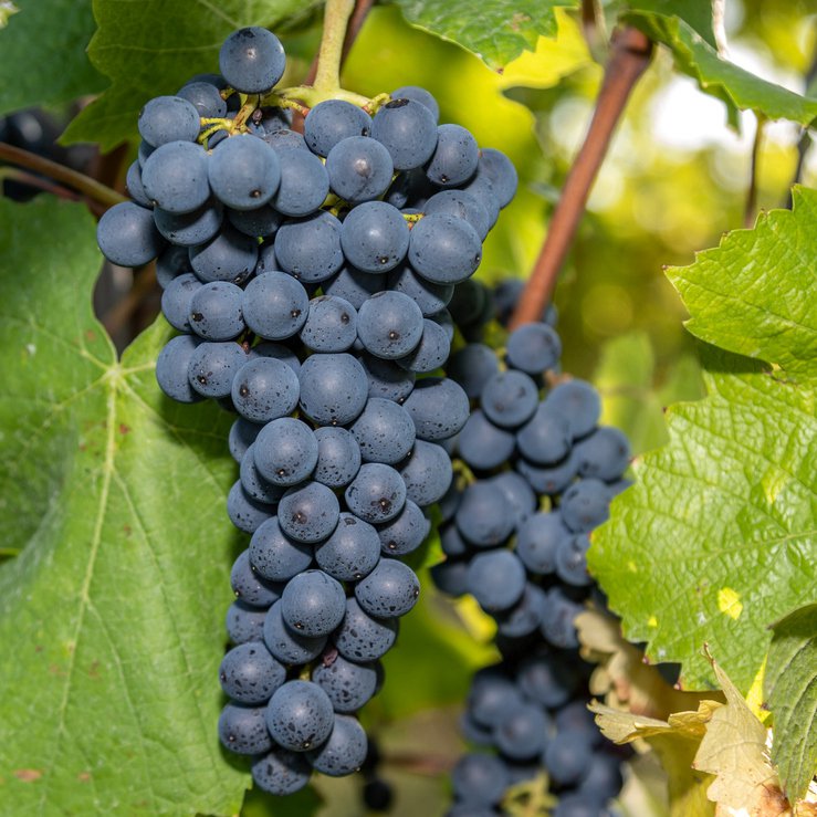 Winorośl pachnąca ANIA