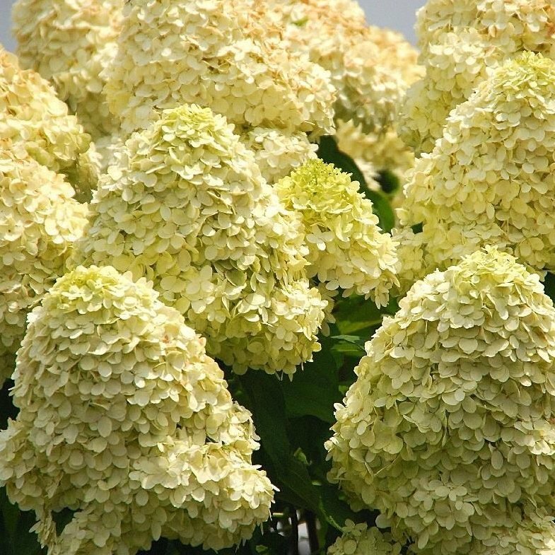 Hortensja MAGICAL CANDLE na PNIU