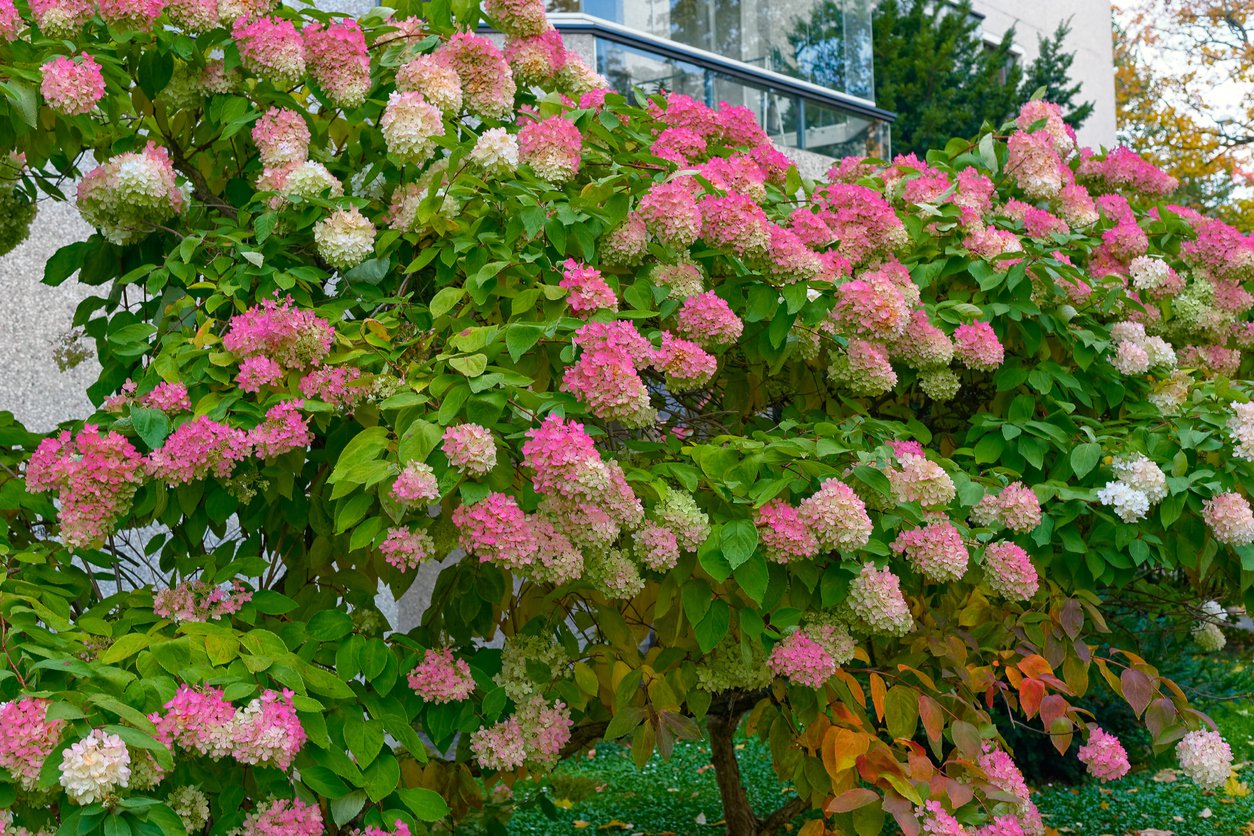 Hortensja MAGICAL CANDLE na PNIU - 2