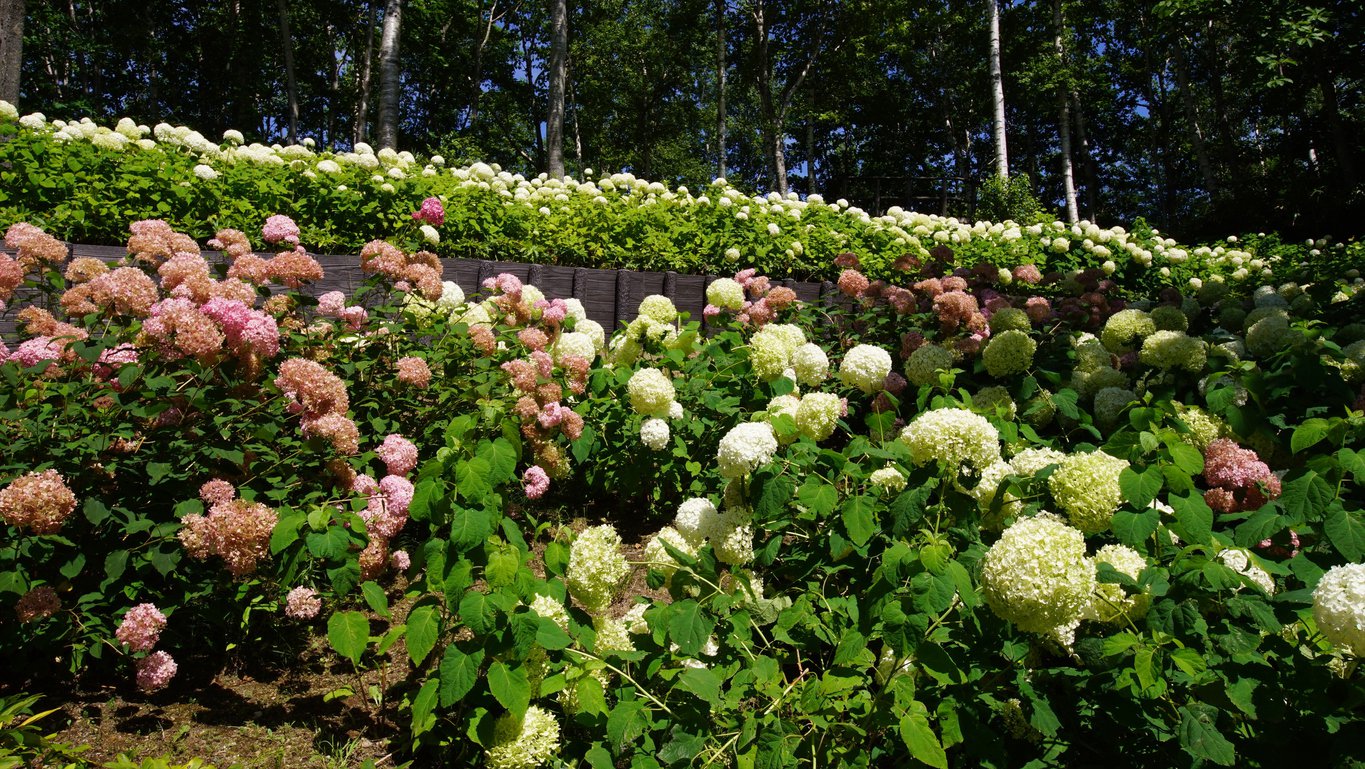 Hortensja MAGICAL CANDLE na PNIU - 3