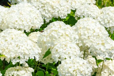 Hortensja POLAR BEAR na PNIU