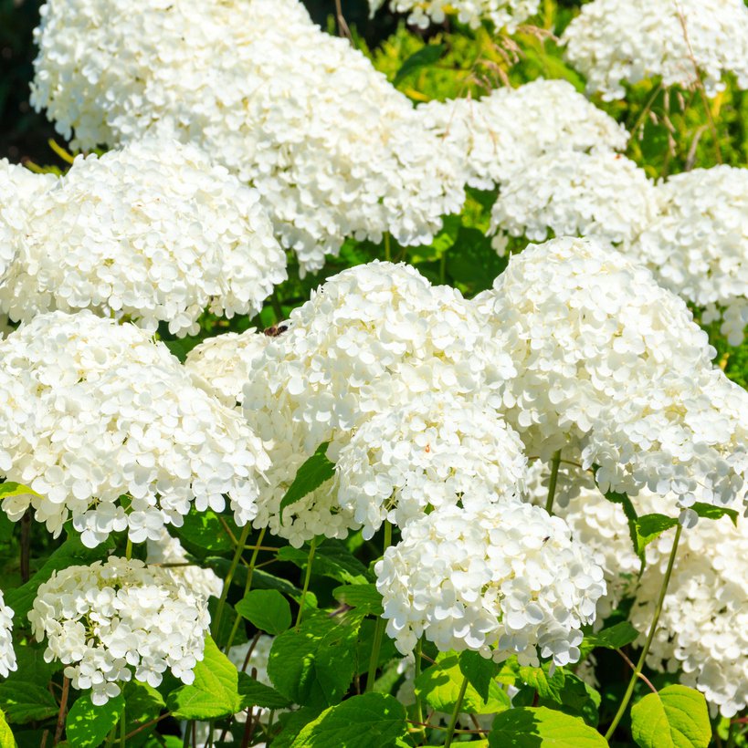 Hortensja POLAR BEAR na PNIU