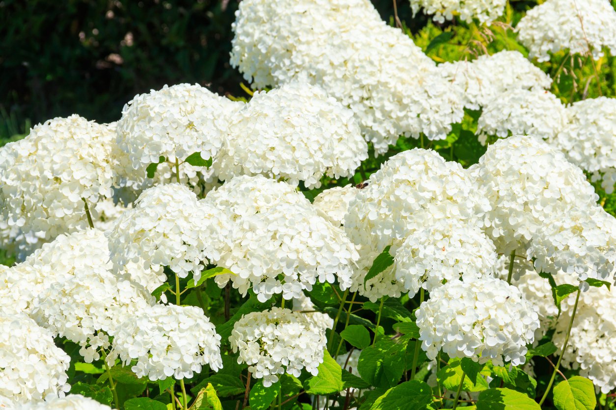 Hortensja POLAR BEAR na PNIU - 3