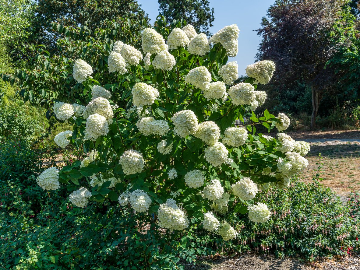 Hortensja POLAR BEAR na PNIU - 4