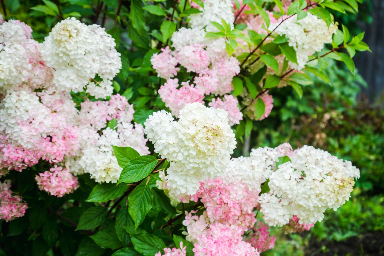 Hortensja VANILLE FRAISE na PNIU - 2