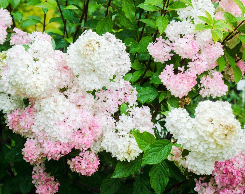 Hortensja VANILLE FRAISE na PNIU - 3