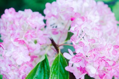 Hortensja VANILLE FRAISE na PNIU