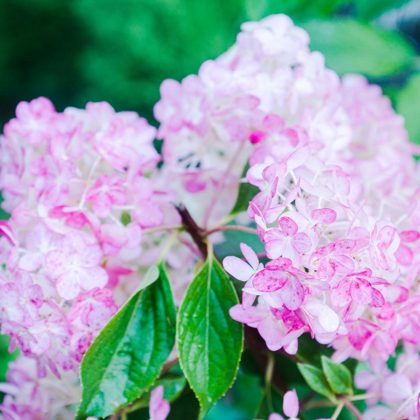 Hortensja VANILLE FRAISE na PNIU
