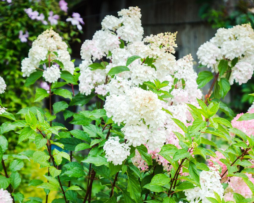 Hortensja VANILLE FRAISE na PNIU - 4