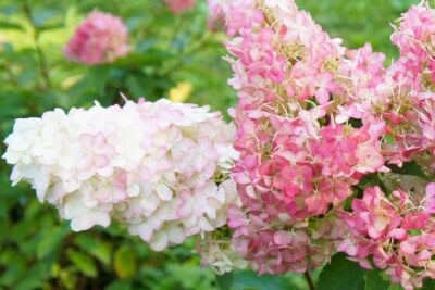 Hortensja PINKY WINKY na PNIU