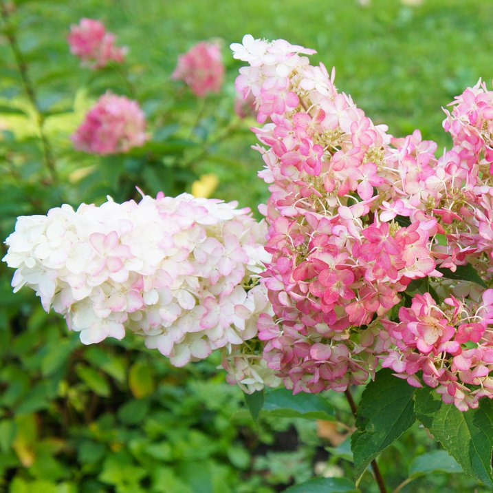 Hortensja PINKY WINKY na PNIU