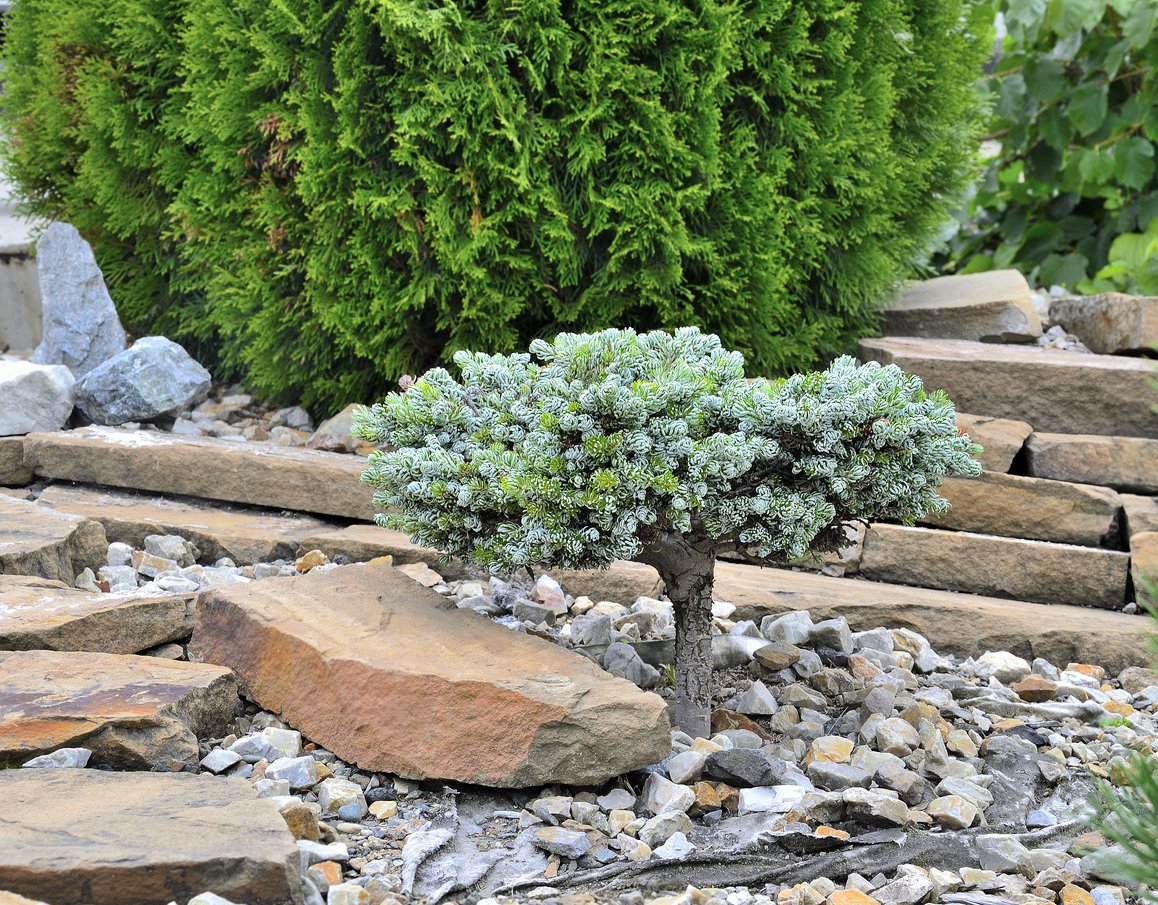 Jodła koreańska ICEBREAKER szczepiona NA PNIU - 2