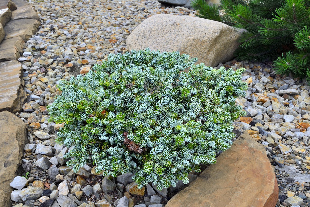 Jodła koreańska ICEBREAKER szczepiona NA PNIU - 3
