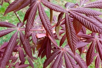 Kasztanowiec gładki APRIL WINE