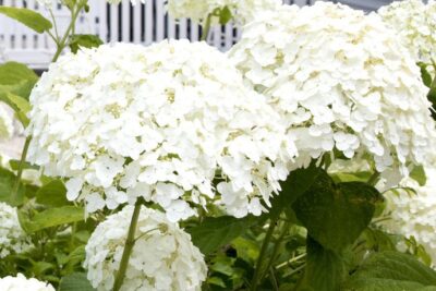 Hortensja drzewiasta STRONG ANABELLE