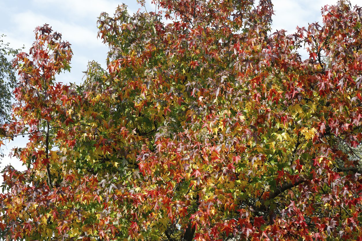 Ambrowiec amerykański WORPLESDON - 2