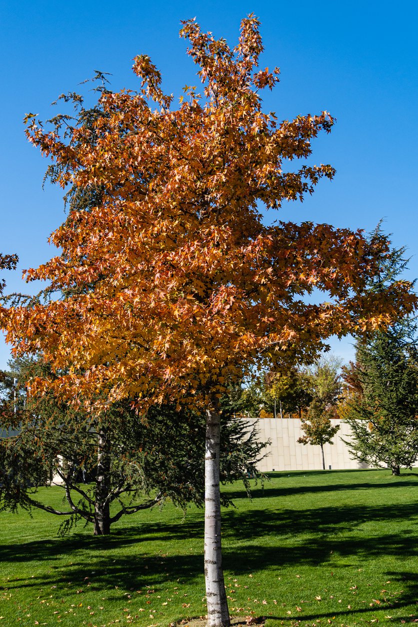 Ambrowiec amerykański WORPLESDON - 3