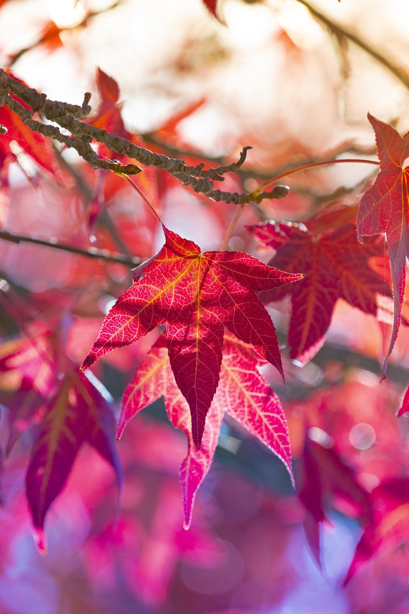 Ambrowiec amerykański WORPLESDON - 4