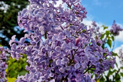 Lilak bez NIEBO MOSKWY szczepiony NA PNIU