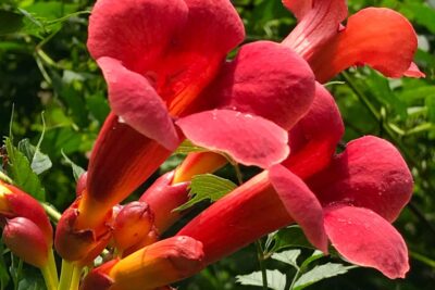 Milin amerykański STROMBOLI