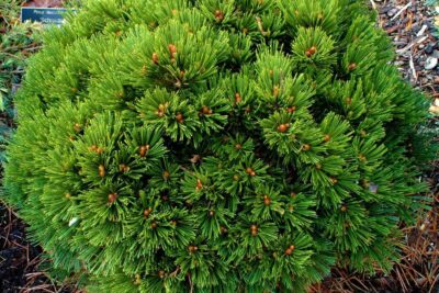 Sosna bośniacka SCHMIDTII