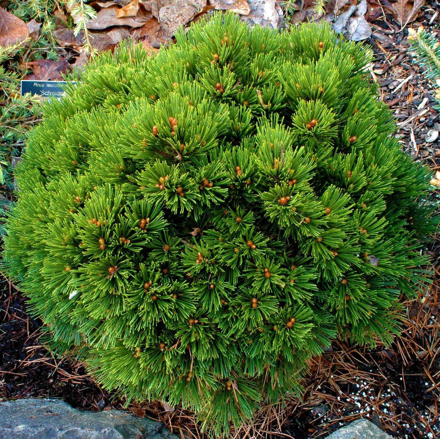 Sosna bośniacka SCHMIDTII