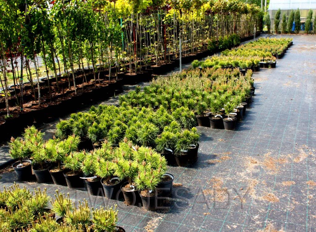 ŚWIERK KAUKASKI  AUREOSPICATA 15cm PA