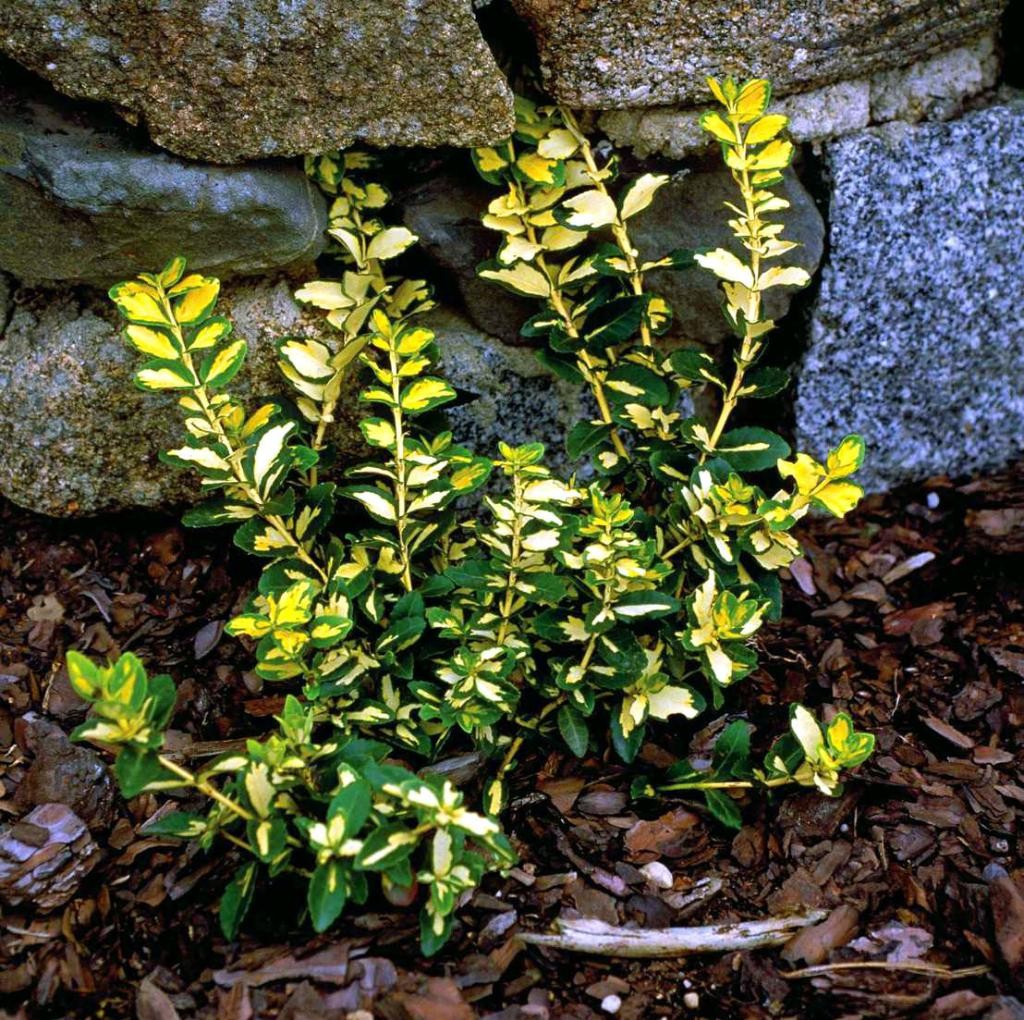 TRZMIELINA FORTUNEI SUNSPOT 25cm