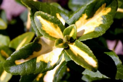 Trzmielina fortunei SUNSPOT