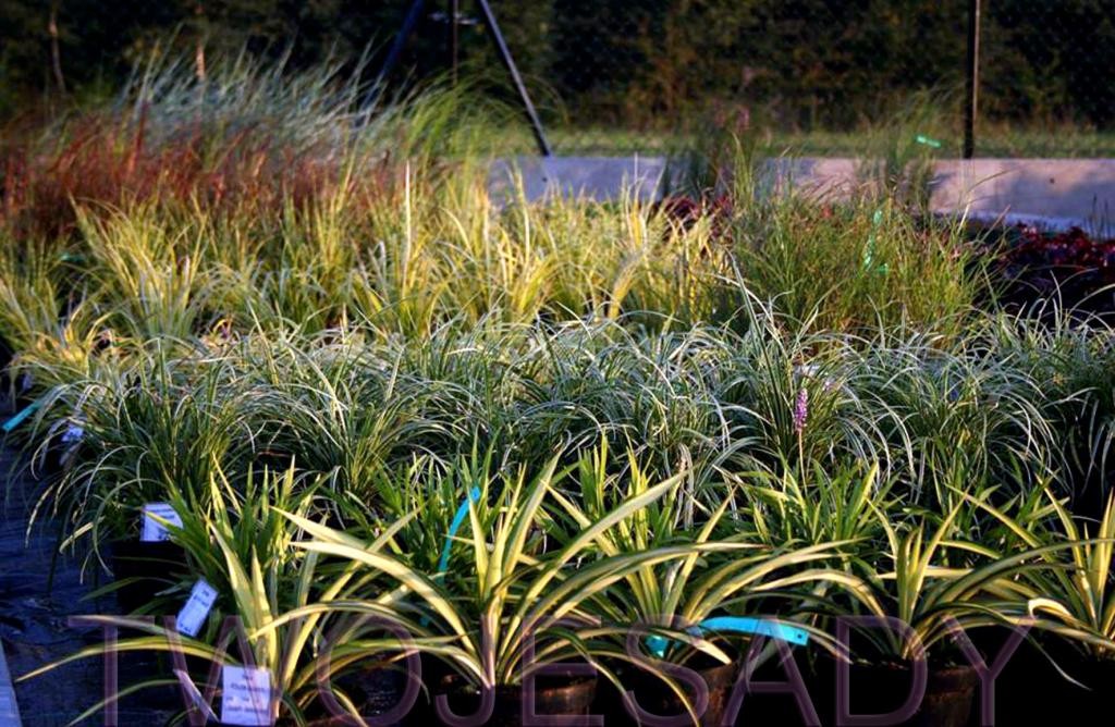 TRAWA BAMBUSOWA ALL GOLD 25cm DONICZKA